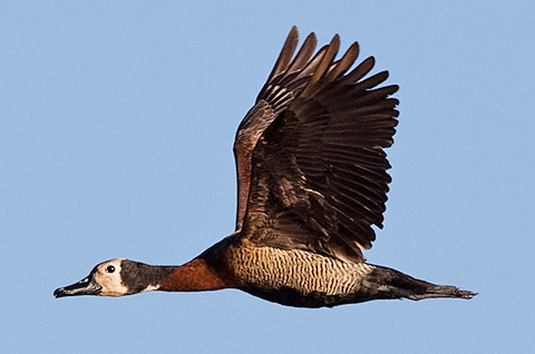 099-White-faced-Duck-Samsitu-K01248 (1)