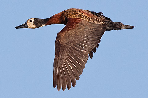099-White-faced-Duck-Samsitu-K01253