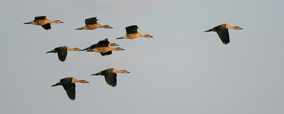 100-Fulvous-Duck-35583