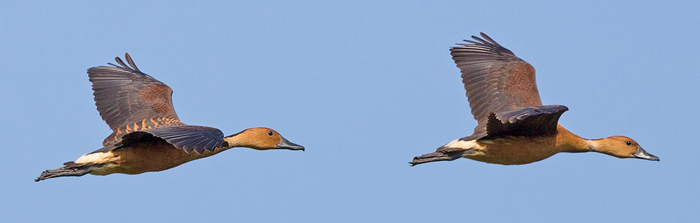 100-Fulvous-Duck-Nylsvley-H14209