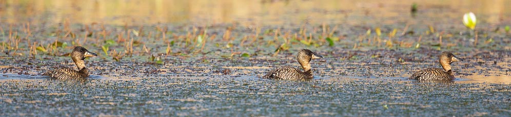 101-White-backed-Duck-Combretum-H44933