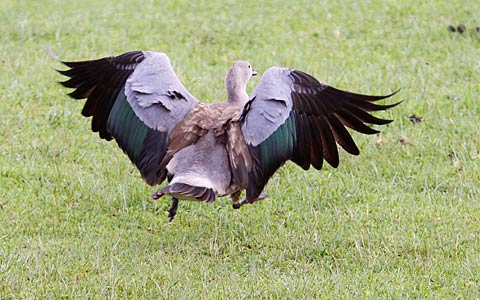 101a-Blue-wing-Goose-E32284