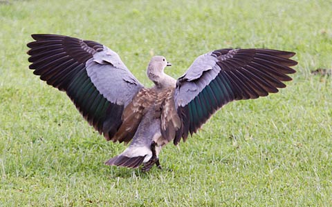 101a-Blue-wing-Goose-E32285