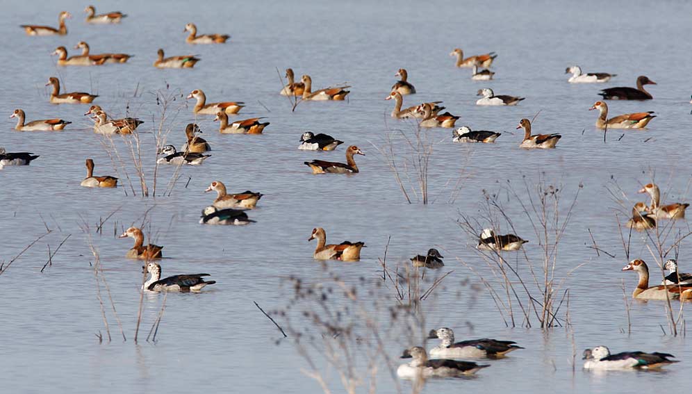 102-Eg-Goose-D20058-59