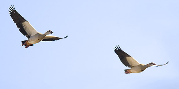102-Egy-Goose-41260