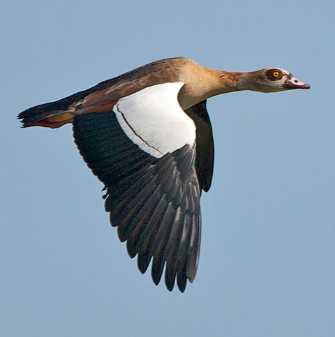 102-Egyptian-Goose-07765