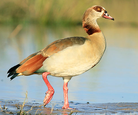 102-Egyptian-Goose-Chobe-G35453