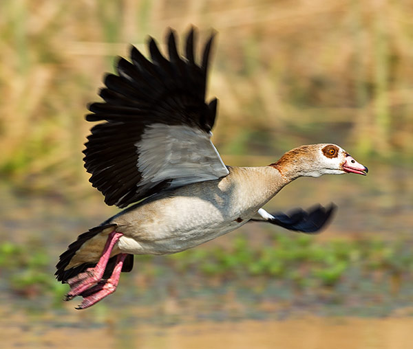 102-Egyptian-Goose-Combretum-H44974