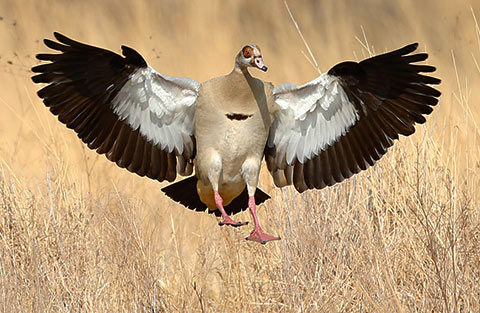 102-Egyptian-Goose-Combretum-H45019