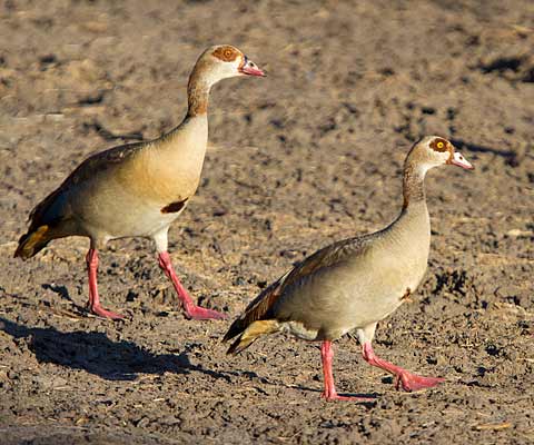 102-Egyptian-Goose-G10640