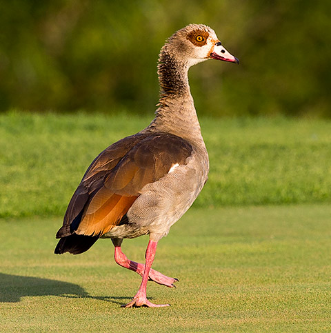 102-Egyptian-Goose-Koro-J17297