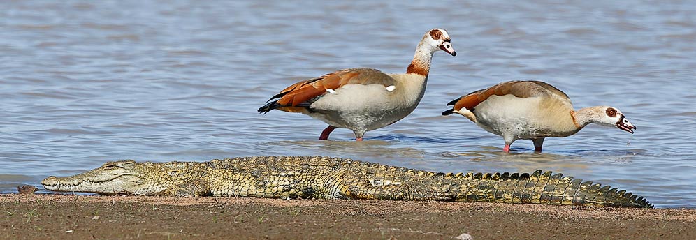 102-Egyptian-Goose-Mopane-H46450-51