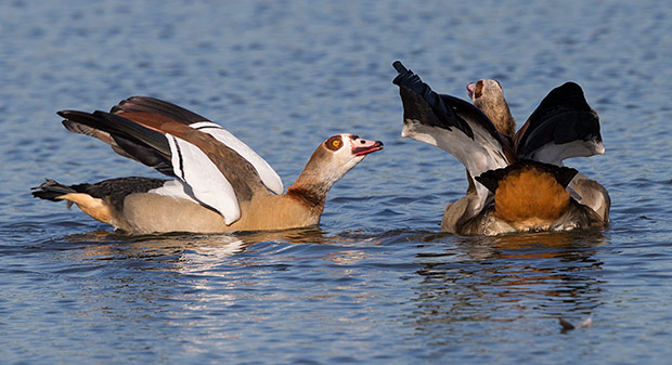 102-Egyptian-Goose-Stanger-J09932