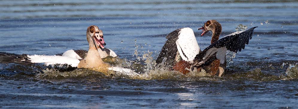 102-Egyptian-Goose-Stanger-J09983