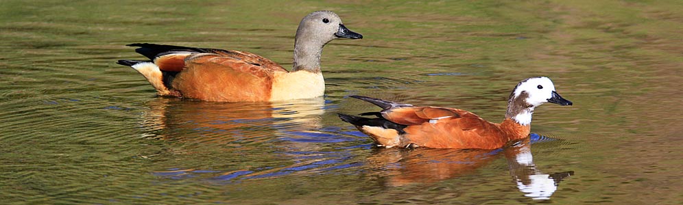 103-S-African-Shelduck-G05403-08