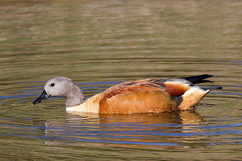 103-S-African-Shelduck-G05414