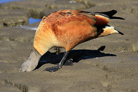 103-S-African-Shelduck-G05564