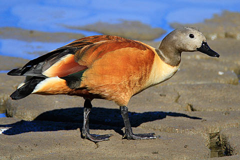 103-S-African-Shelduck-G05572