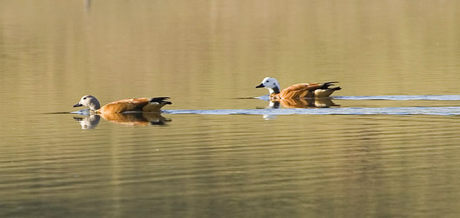 103 S African Shelduck WT06117