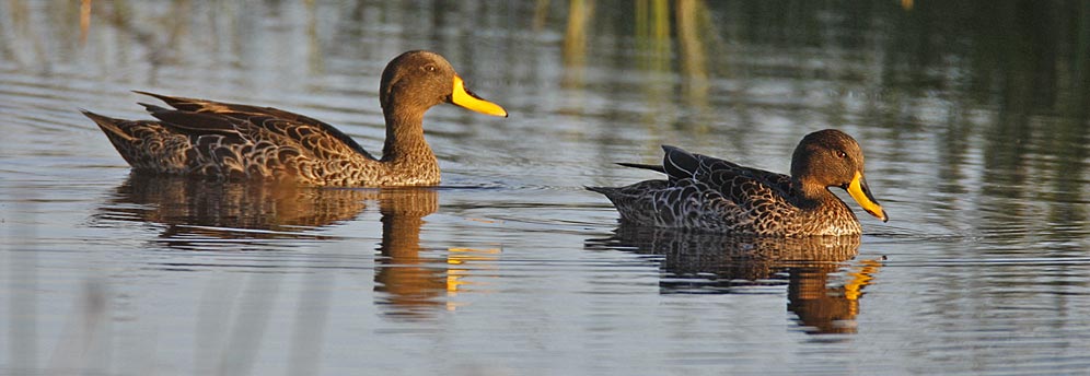 104-Yellow-b-Duck-D15110