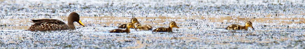 104-Yellow-billed-Duck-G03234