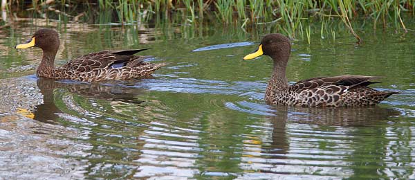 104-Yellow-billed-Duck-G03498