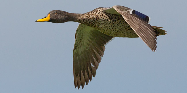 104-Yellow-billed-Duck-Nylsvley-H13817