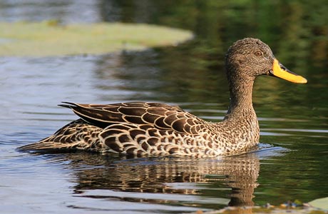 104-Yellow-billed-Duck-St-Lucia-G37288