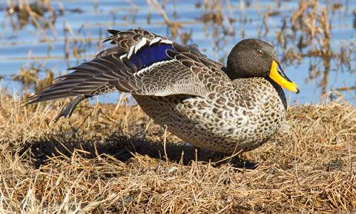 104-Yellow-billed-Duck-Wakkerstroom-G38067
