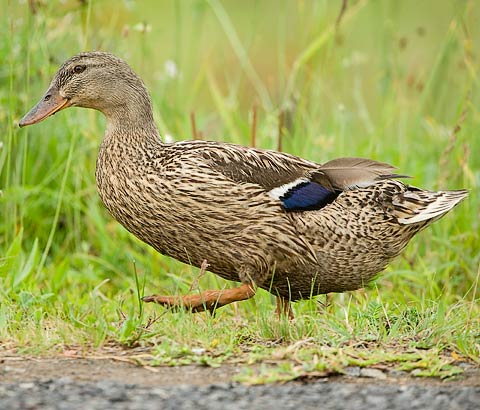 104b-Mallard-14375 (2)