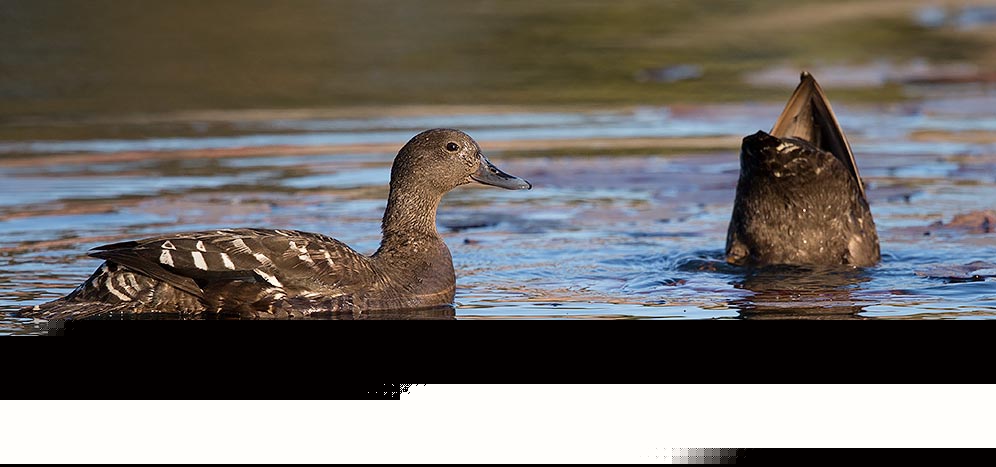 105-Afr-Black-Duck-Koro-J10680