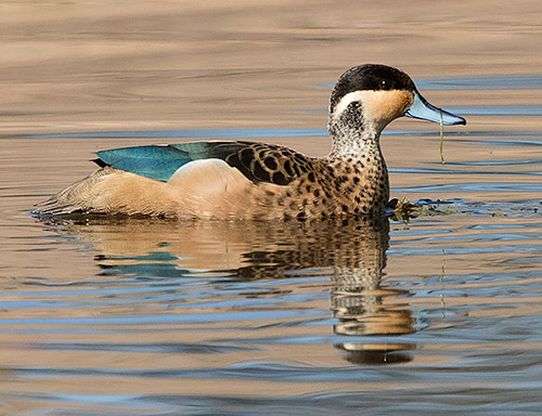 107-Hottentot-Teal-Koro-K00186