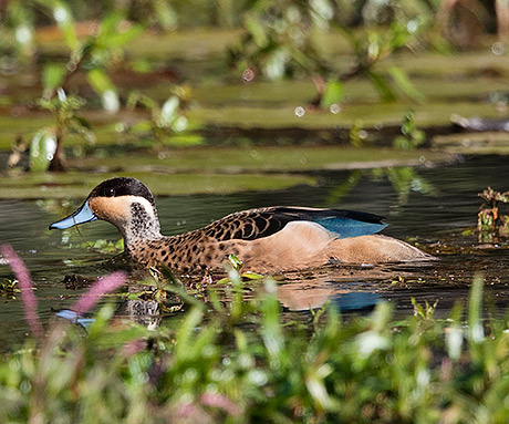 107-Hottentot-Teal-Koro-K00190