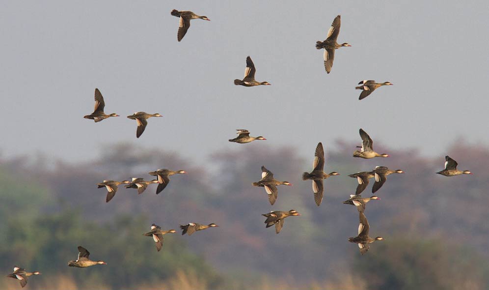 108-Red-billed-Teal-Kaliso-G30360