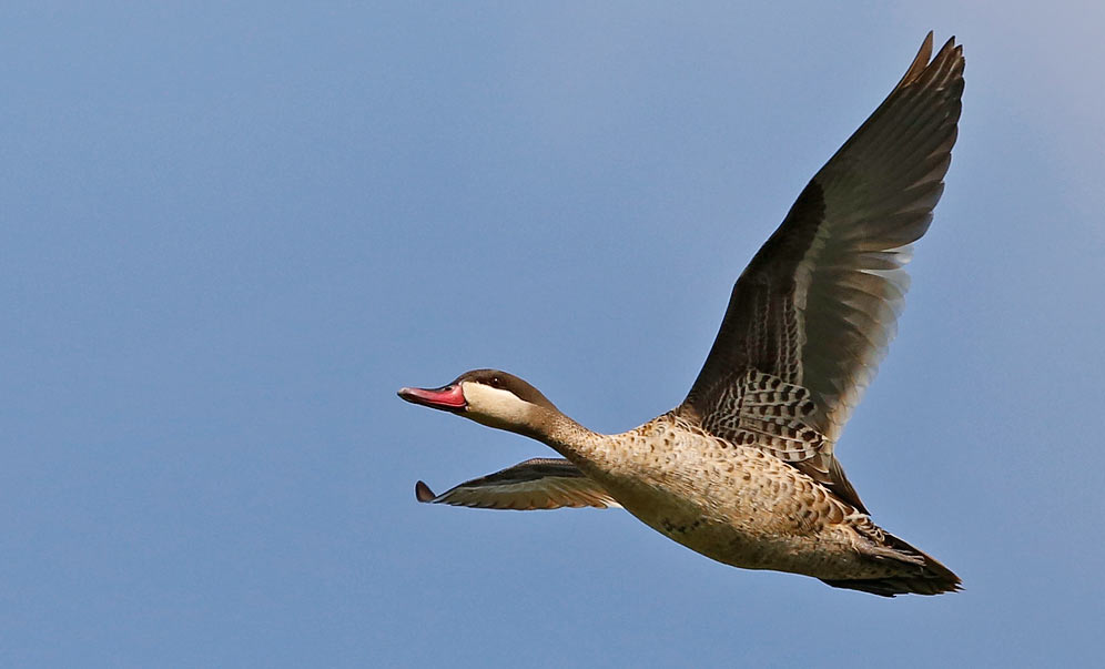 108-Red-billed-Teal-Nylsvley-H14155