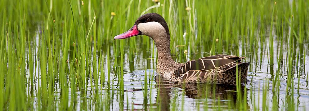 108-Red-billed-Teal-Nylsvley-H51623