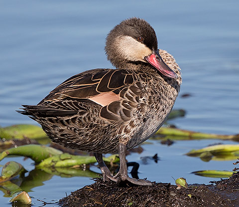 108-Red-billed-Teal-Stanger-J10007