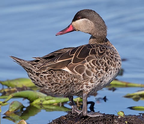 108-Red-billed-Teal-Stanger-J10009