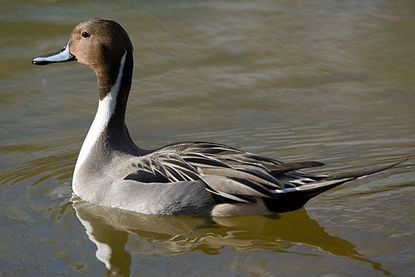 109-N-Pintail-09245