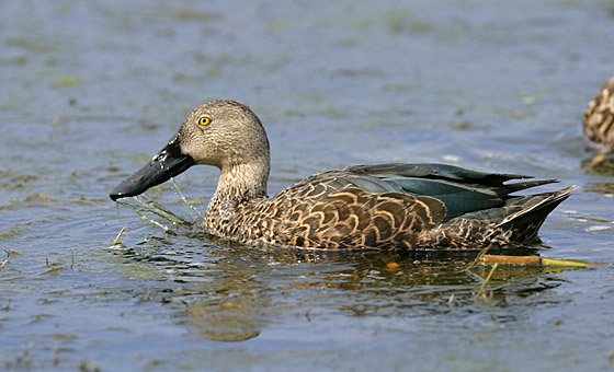 112-Cape-Shoveler-37795