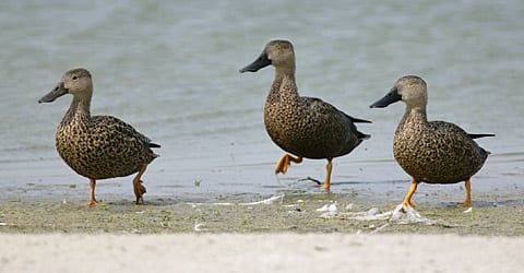 112-Cape-Shoveler-38448