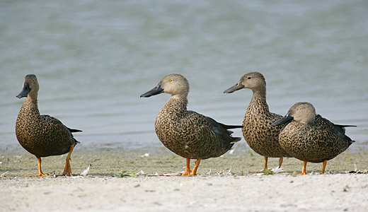 112-Cape-Shoveler-38452