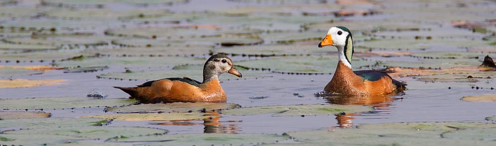 114-Afr-Pygmy-Goose-Kaliso-G30487