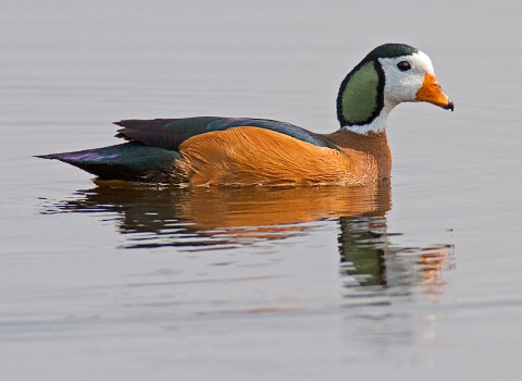 114-Afr-Pygmy-Goose-Kaliso-G30500