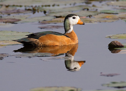 114-Afr-Pygmy-Goose-Kaliso-G30826