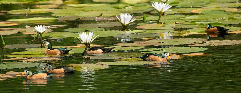 114-African-Pygmy-Goose-04508