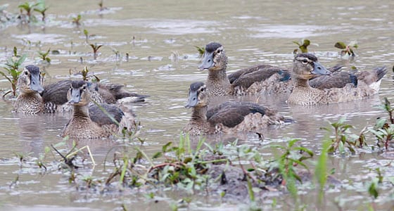 115-Comb-Duck-D18718