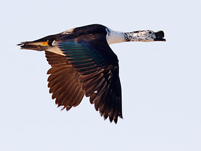 115-Comb-Duck-D20050