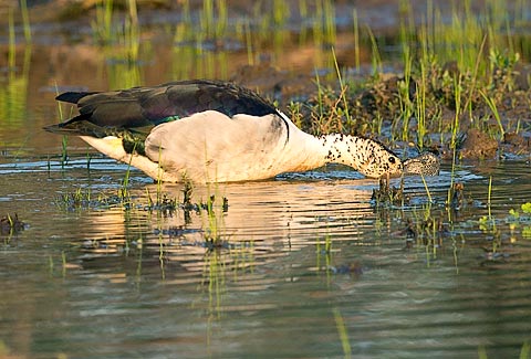 115-Knob-billed-Duck-Sango-Zim-H31382