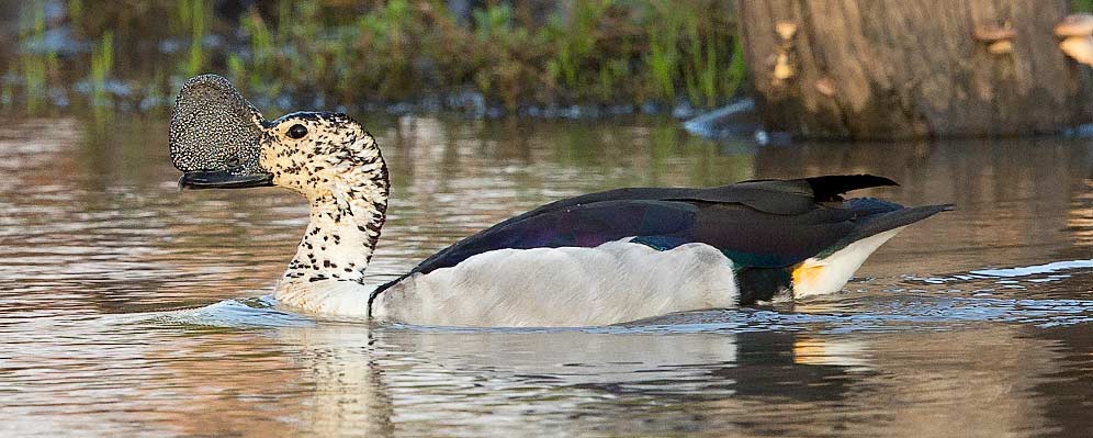 115-Knob-billed-Duck-Sango-Zim-H31388